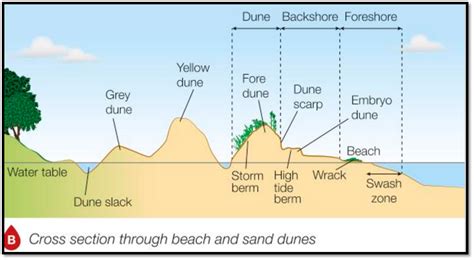 Coasts Sand Dunes Diagram Quizlet