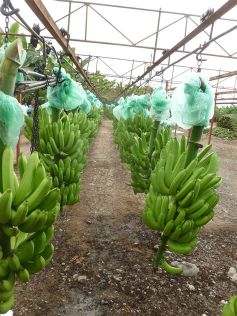 Available tomate de arbol from ecuador. First banana cargo from Ecuador to Brazil for the last 20 ...