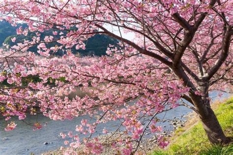 Blooming Sakura Trees Along River — Stock Photo © Leungchopan 102693960