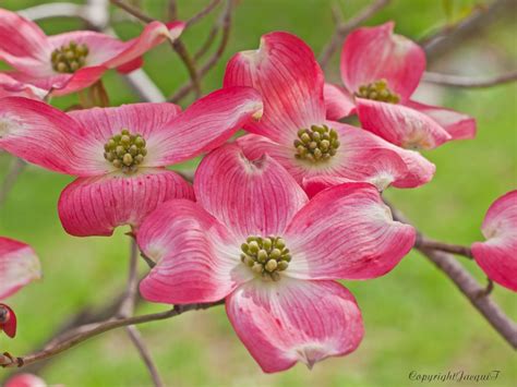 Maybe you would like to learn more about one of these? Flowering Dogwood | Garden plants design, Pretty flowers ...