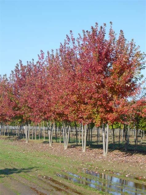 Acer Freemanii Autumn Blaze Red Maple Tree Lake