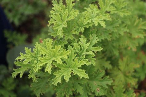 How To Grow And Use Citronella Plants Rural Living Today