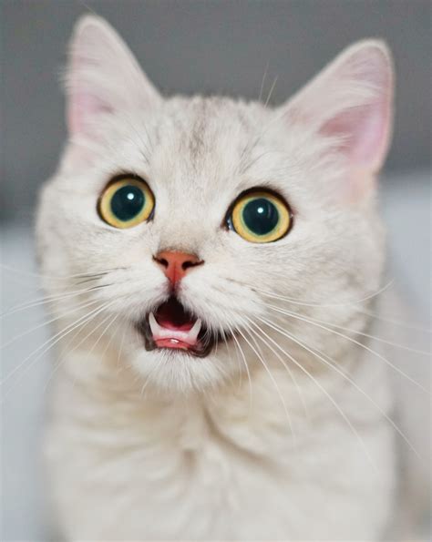 95 Names For Cats With Big Eyes Pethelpful