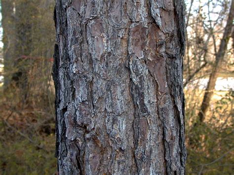 Discover Life In America Cedar Shoals Tree Bark Images