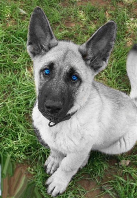 White German Shepherd Puppies With Blue Eyes Cute Dogs Pinterest