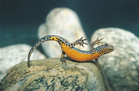 In Lieu Of Sex Female Salamanders Have Started To Steal Dna From Males Instead