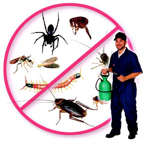 Master Pest Cockroach Control Melbourne Review Ratings And Information