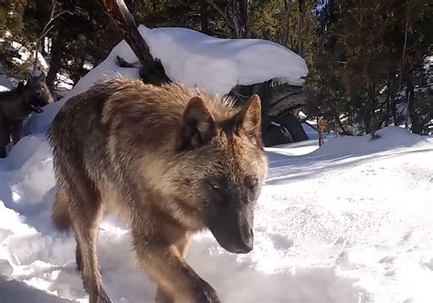 Watch A Yellowstone Wolf Lick A Trail Cam Like Its Candy