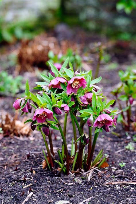 15 Best Shade Perennials Shade Loving Perennial Flowers And Plants