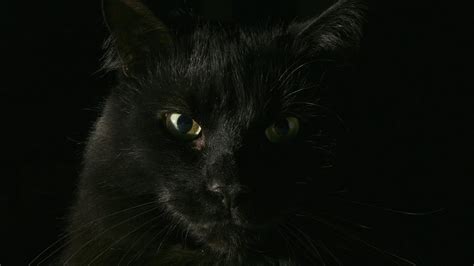 Black Cat Eyes In The Dark Furry Animals Hd Wallpaper ~ The Wallpaper