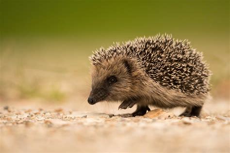 Hedgehog Hd Wallpaper Background Image 2047x1365 Id