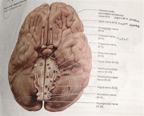 Inferior View Of Brain And Cranial Nerves Diagram Quizlet