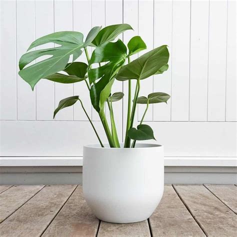 40 Best Indoor Plants That Dont Need Sunlight Best Indoor Plants
