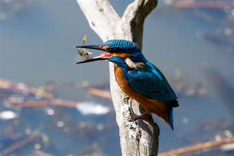 Woodland Trust Photography Competition In Pictures British Wildlife