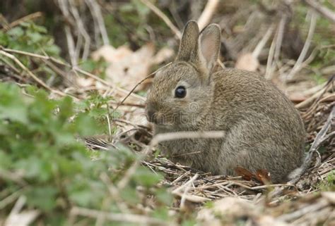 A Cute Baby Wild Rabbit Orytolagus Cuniculus Feeding In The Undergrowth