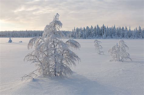 Frosted Pit Stop Snow Covered Trees And Frozen Lake In Finnish Lapland