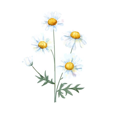 Hand Drawn White Common Daisy Flower Illustration Download Free