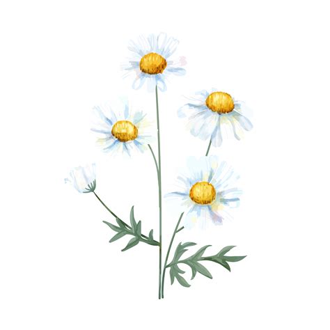 Hand drawn white common daisy flower illustration - Download Free