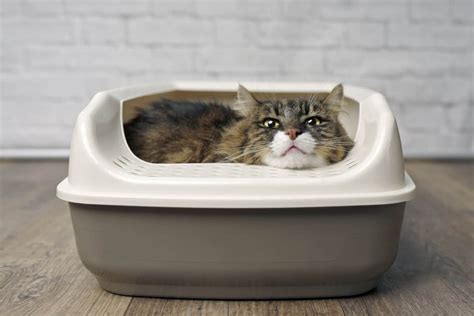 8 Best Portable Litter Boxes For Traveling With A Cat Travel Tabby