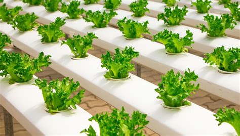 The Benefits Of Hydroponics For Fresh Produce Businesses