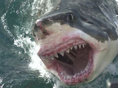 Aanval Witte Haai Van 25 Meter Voor Bekendste Strand Sydney