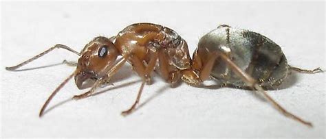 Queen Ant Formica Aerata Bugguidenet