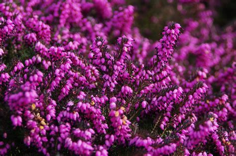 12 Colourful Plants For Winter Gardens My Weekly