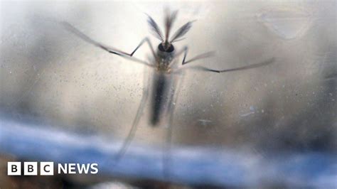 Chinas First Zika Virus Case Confirmed Reports Say Bbc News