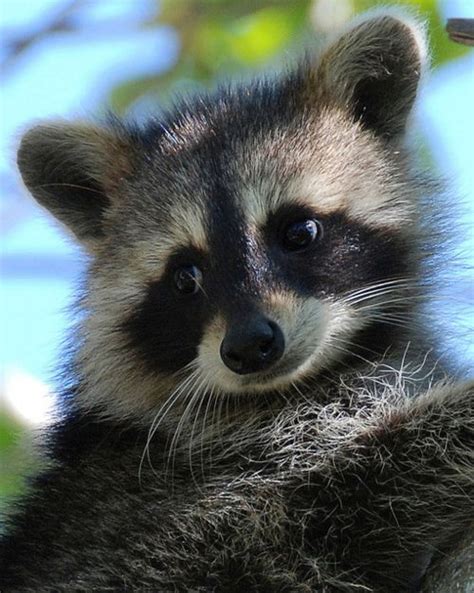 Raccoons Are Not Always This Sweet Lookingbut This One