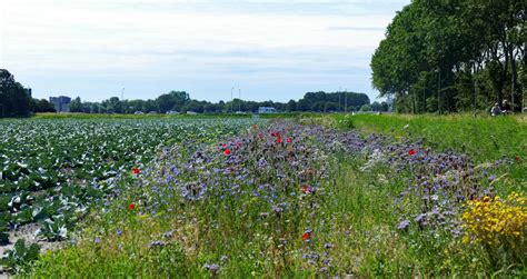 Zomer.org is a premium domain for sale.a great domain can be the key to your success.get a premium domain for this name's keyword is zomer. Vroege vogels Foto - Weer en landschap - zomer