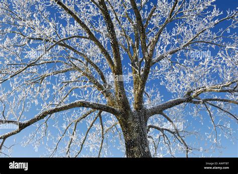 Frost Covered Tree Hoar Frost Stock Photo Alamy