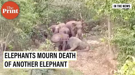 Herd Continues To Mourn Elephants Death By Surrounding Its Carcass
