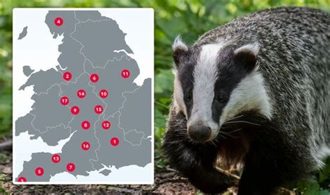 Badger Culling Map 44 Areas Issued Badger Control Licences Which