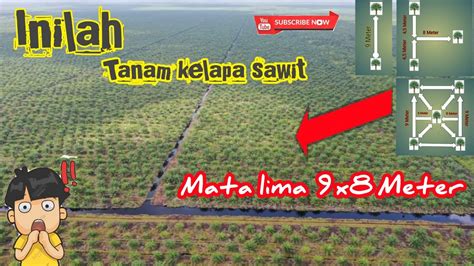 Jarak Tanaman Sawit Jarak Tanam Optimal Pada Areal Datar Untuk