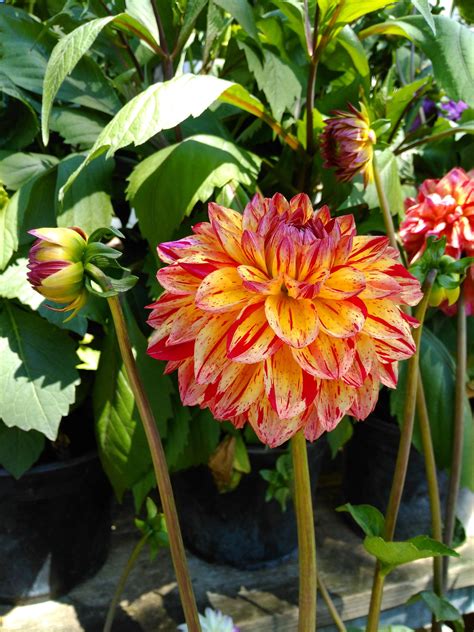 Really Interesting Facts About Dahlia Flowers And Their Meanings