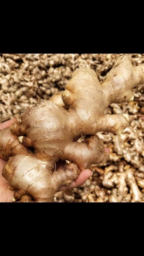 The Varieties Of Ginger You Need To Know Lintas Era Lintas Era