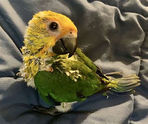 Baby Jenday Conure
