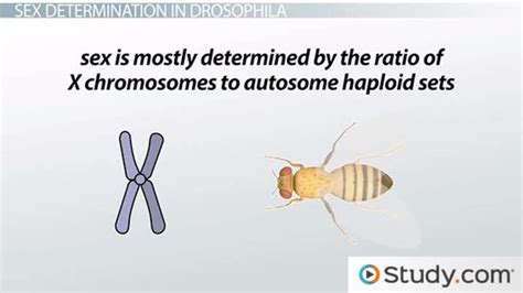 How Sex Is Determined In Drosophila Video And Lesson Transcript