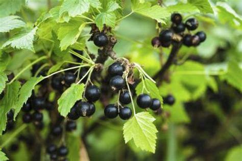 Learn Michigan Wild Berry Plant Identification How To Guides Tips