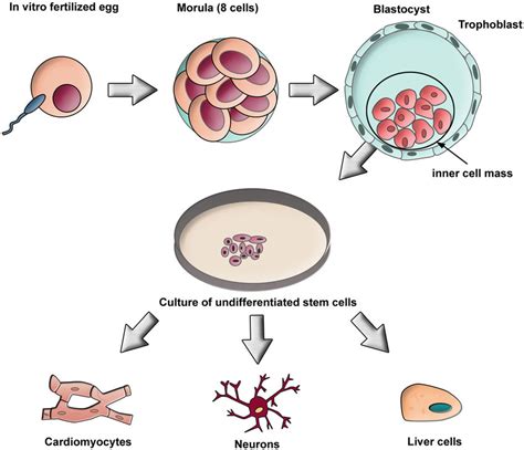 Embryonic Stem Cell Diagram