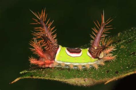 12 Poisonous Caterpillars That Will Actually Kill You