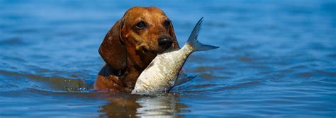 How Do Dogs Catch Fish