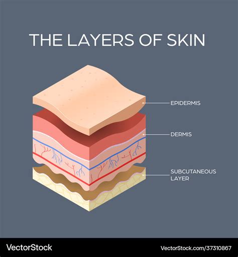 Cross Section Human Skin Layers Structure Vector Image