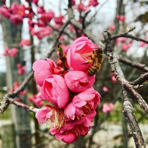 Moorpark apricot tree prunus armeniaca. Pin on Beautiful Plants