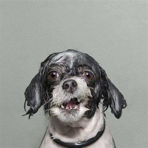 Wet Dog Dog Portraits Pet Photographer Dog Photos