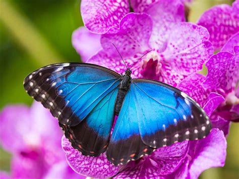 Butterflies are very active during the day and visit a variety of wildflowers. The Famous Blue Morpho - Cambridge Butterfly Conservatory