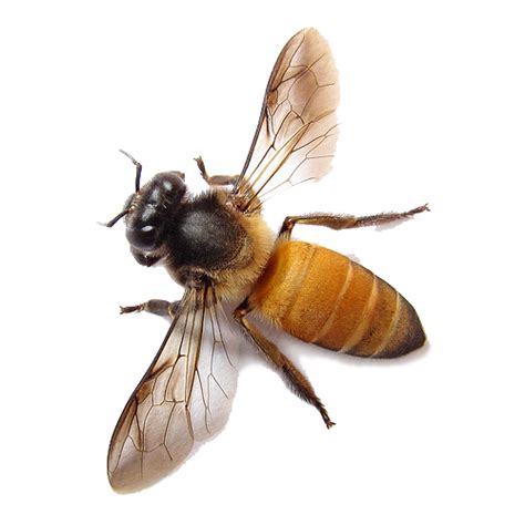 Bee Png Transparent Beepng Images Pluspng