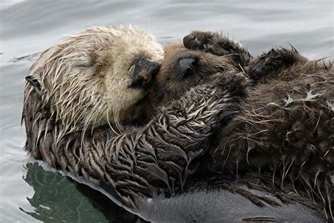 Sea Otter Mother Holds Her Pup Close For A Nap And A Nuzzle — The Daily
