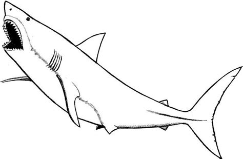 lengkap gambar mewarnai ikan hiu model rumah