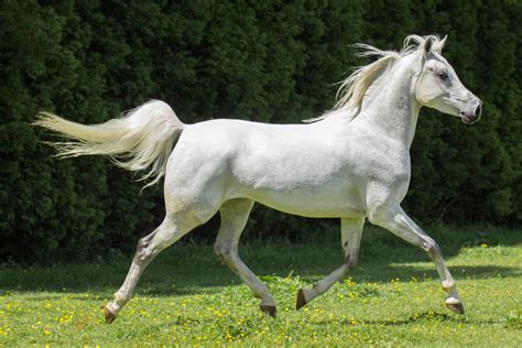 Grey Arabian Horse Trotting By Dwdstock On Deviantart